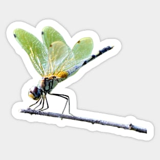 Dragonfly on a branch Sticker